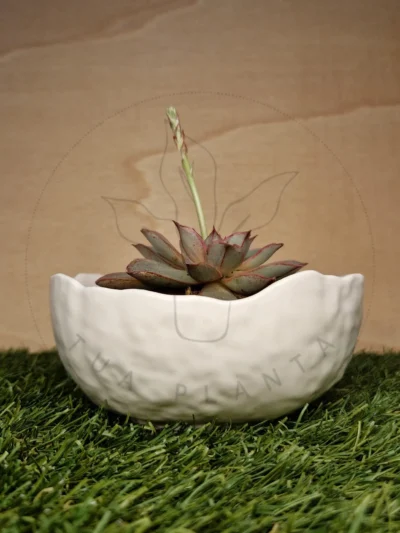 Vaso Bella Branca