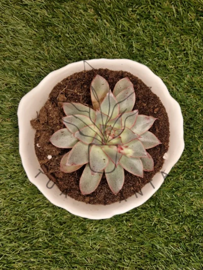 Vaso Bella Branca
