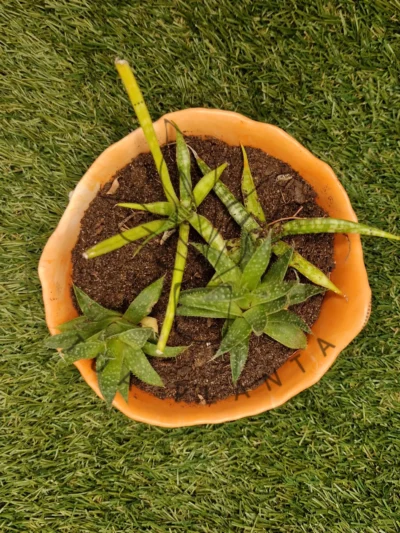 Vaso Bella – Mistura com Laranja