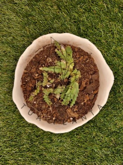 Vaso Bella – Mistura com Terracota