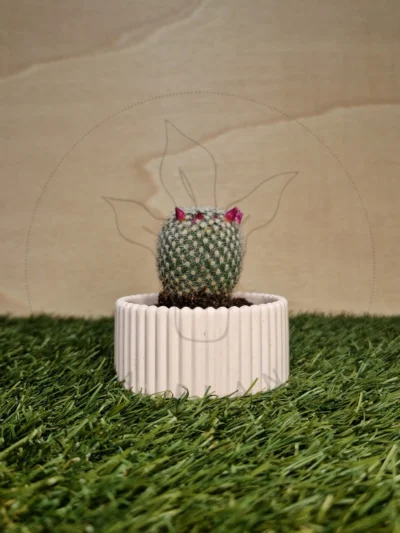 Vaso Carminho Rosa
