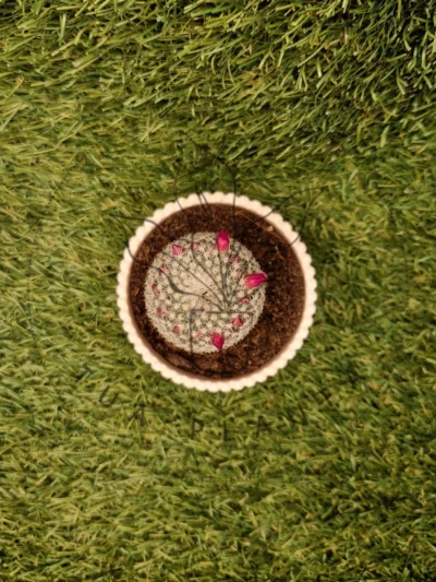 Vaso Carminho Rosa