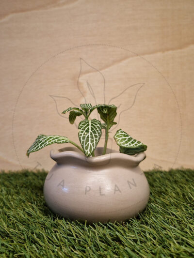 Vaso Diana Castanha