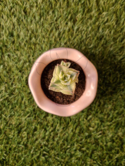 Vaso Diana Rosa