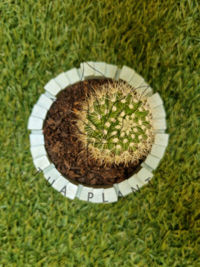 Vaso Aurora – Mistura com Verde com toque de amarelo