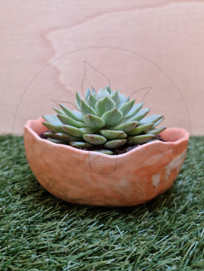 Vaso Bella – Mistura com Laranja
