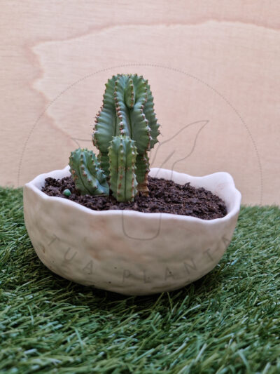 Vaso Bella – Mistura com Terracota