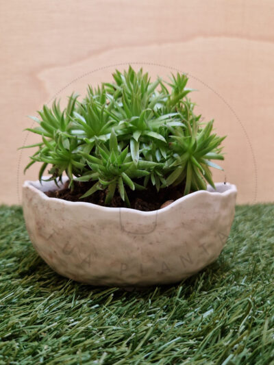 Vaso Bella – Mistura com Terracota
